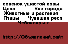 совенок ушастой совы › Цена ­ 5 000 - Все города Животные и растения » Птицы   . Чувашия респ.,Чебоксары г.